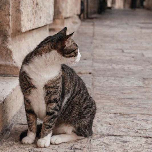 Making Your Home a Cozy Haven for Your Senior Cat