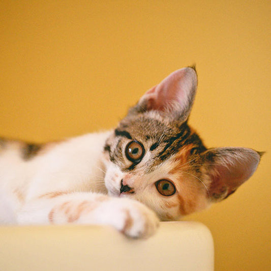 The Ultimate Cat Litter Showdown: Find the Purr-fect Match for Your Feline Friend