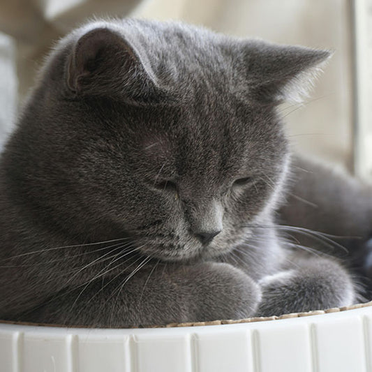 How to Choose the Best Litter Box: A Must-Read Guide for Cat Owners