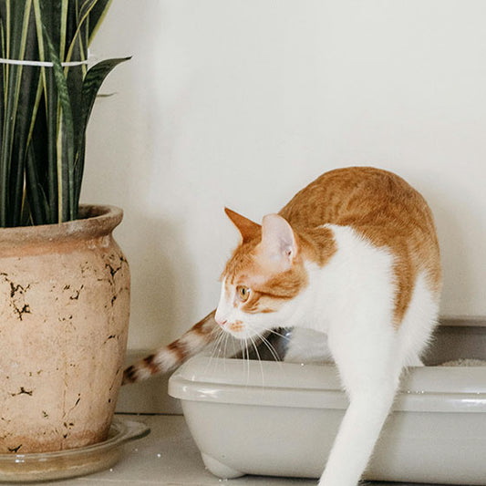 How to Clean Your Cats Litter Box