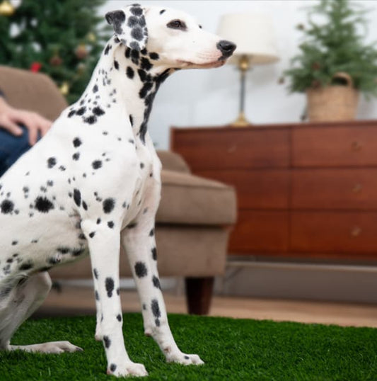 Dog Grass Pad