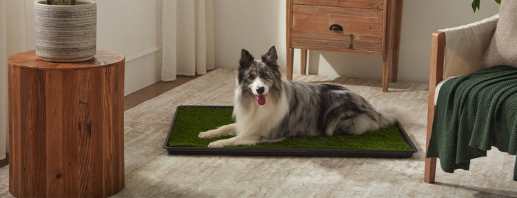 MEEXPAWS artificial grass dog pee pad - banner