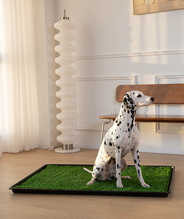 dog_litter_box_in_apartment